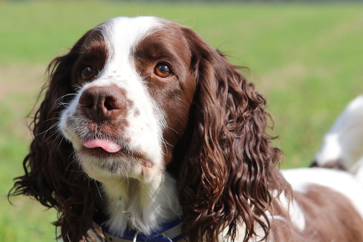 15 Loving Dog Breeds That Know The Meaning Of Loyalty 15 Loving Dog Breeds That Know The Meaning Of Loyalty