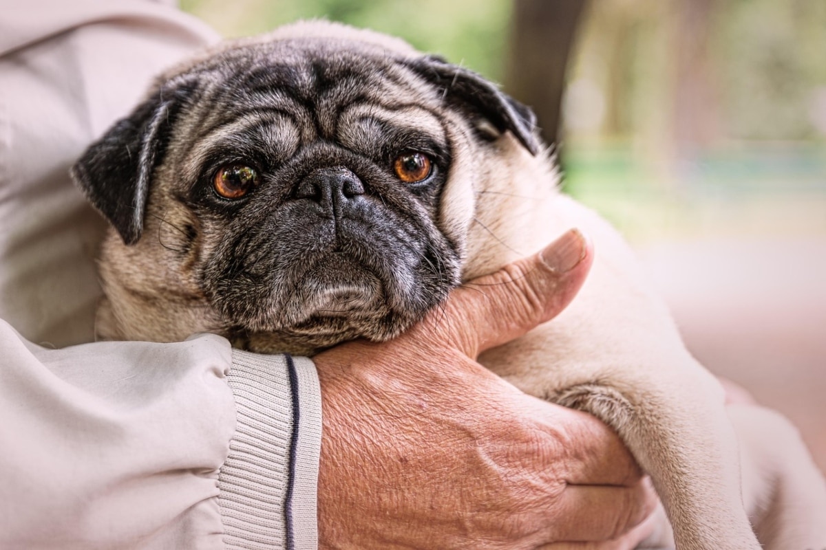 15 Loving Dog Breeds That Never Leave Your Side 15 Loving Dog Breeds That Never Leave Your Side
