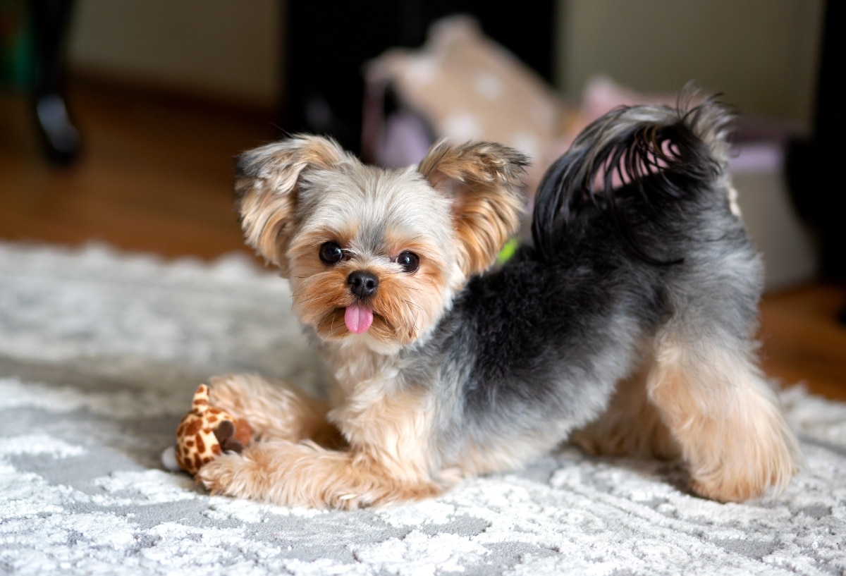 15 Loving Dog Breeds That Stay Way Too Close 15 Loving Dog Breeds That Stay Way Too Close