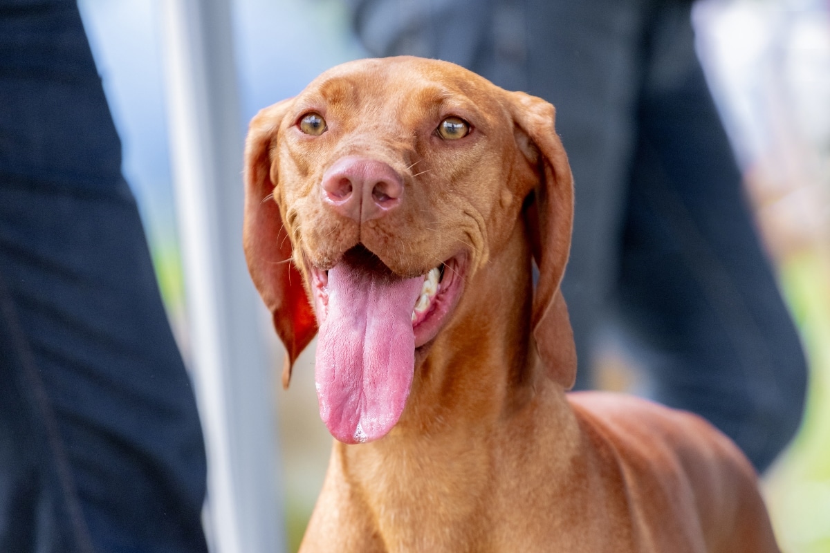 15 Most Faithful Dog Breeds That Stick With You For Life 15 Most Faithful Dog Breeds That Stick With You For Life