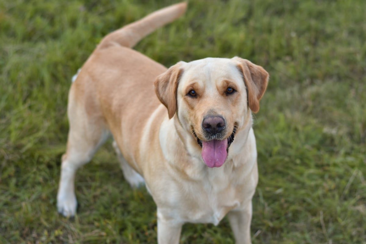15 Playful Dog Breeds That Never Run Out Of Zoomies 15 Playful Dog Breeds That Never Run Out Of Zoomies