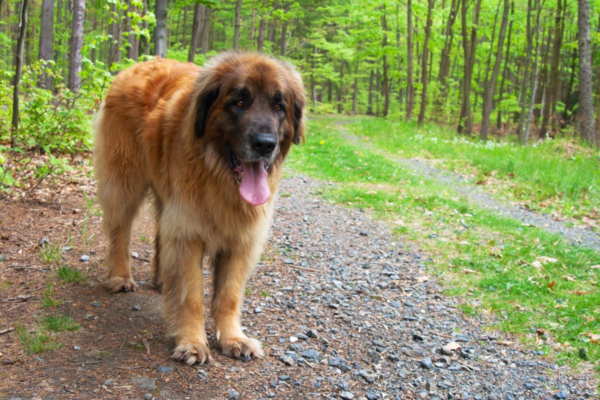 15 Protective Dog Breeds That Watch Over You Silently 15 Protective Dog Breeds That Watch Over You Silently