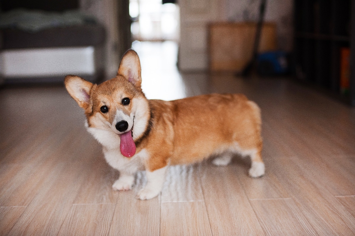 15 Quirky Dogs With Huge Personalities 15 Quirky Dogs With Huge Personalities