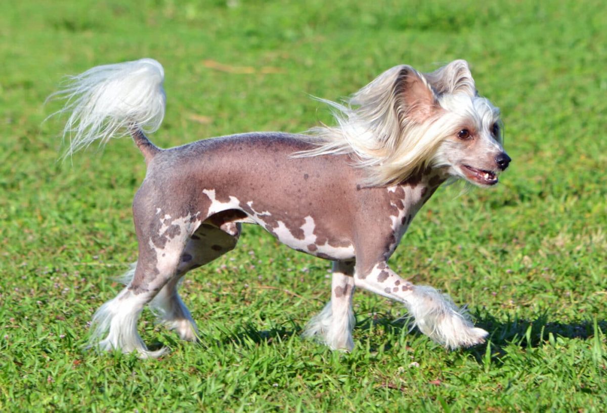 15 Sassy Dog Breeds That Have Major Attitude 15 Sassy Dog Breeds That Have Major Attitude