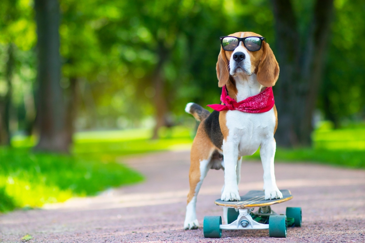 15 Silly Dog Breeds That Keep Life Entertaining 15 Silly Dog Breeds That Keep Life Entertaining
