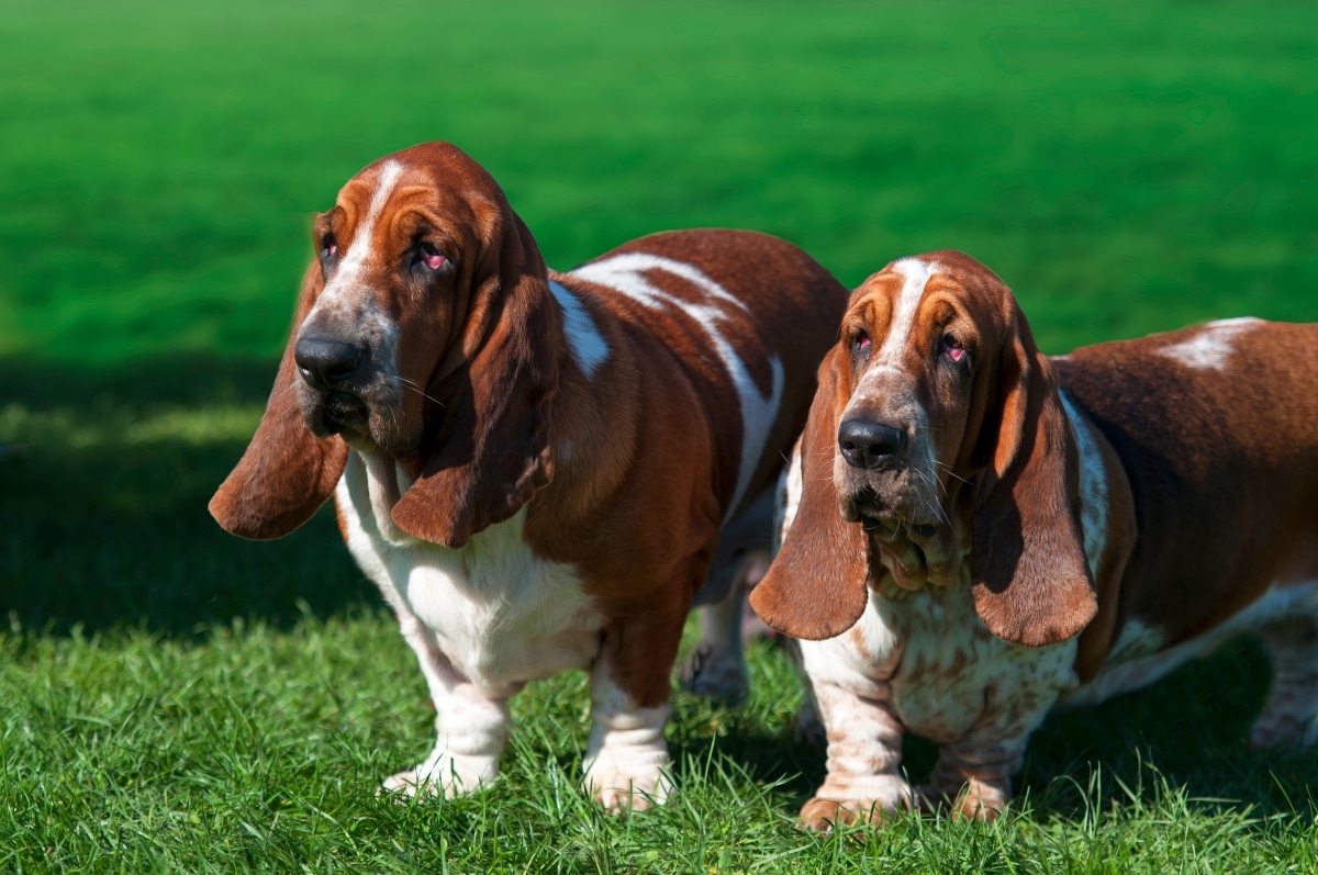 15 Silly Dog Breeds That Live To Make You Laugh 15 Silly Dog Breeds That Live To Make You Laugh