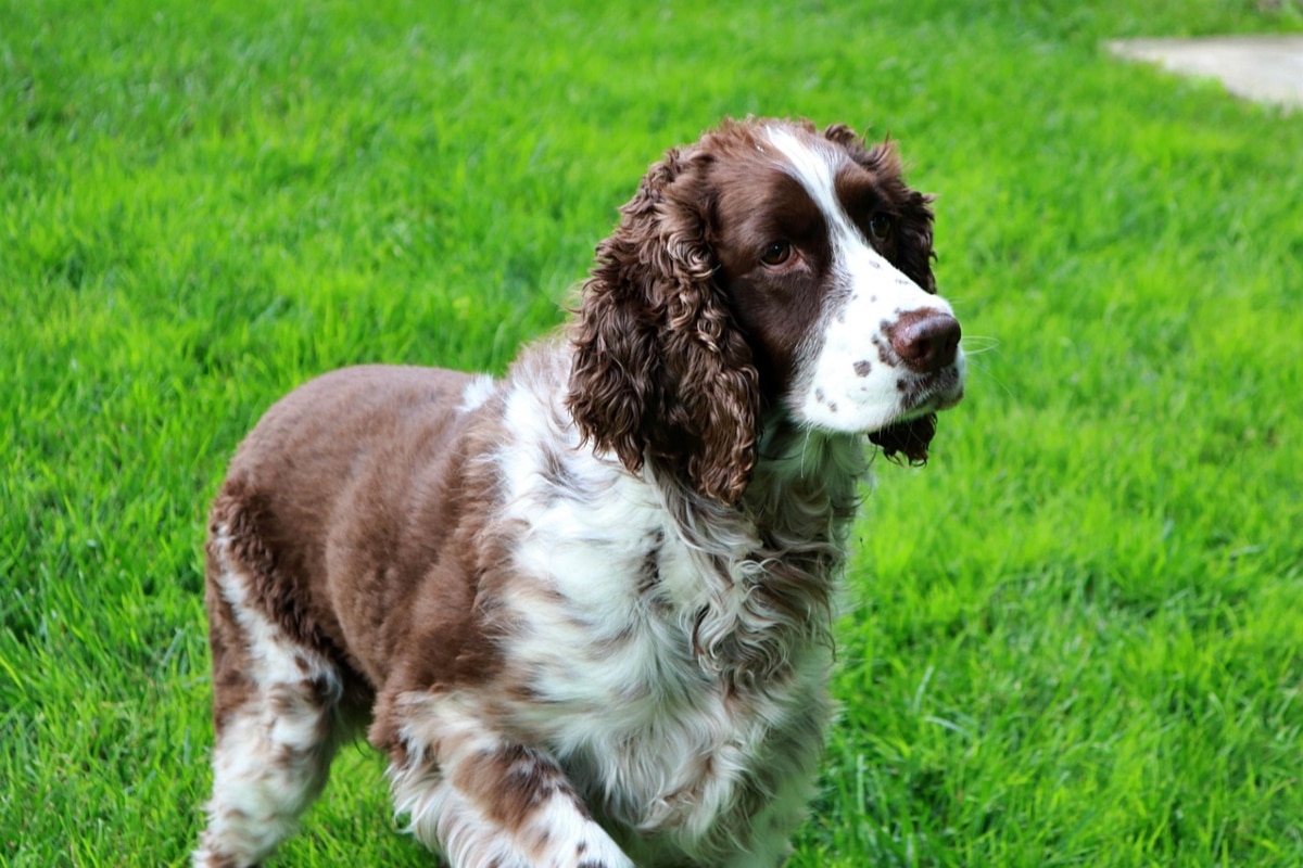 15 Smart Dog Breeds For Curious Owners 15 Smart Dog Breeds For Curious Owners