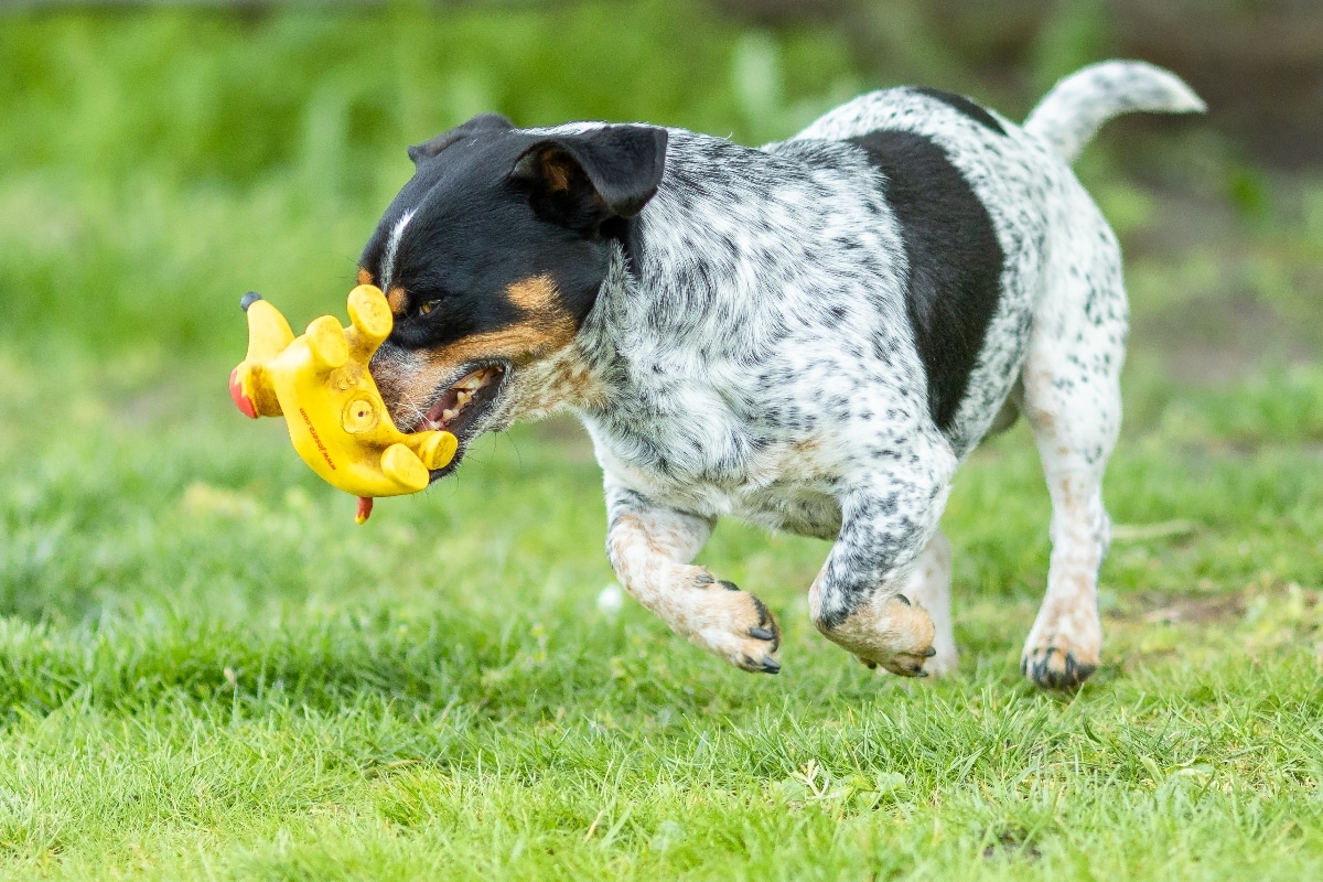 15 Smart Dog Breeds That Outthink Their Toys 15 Smart Dog Breeds That Outthink Their Toys