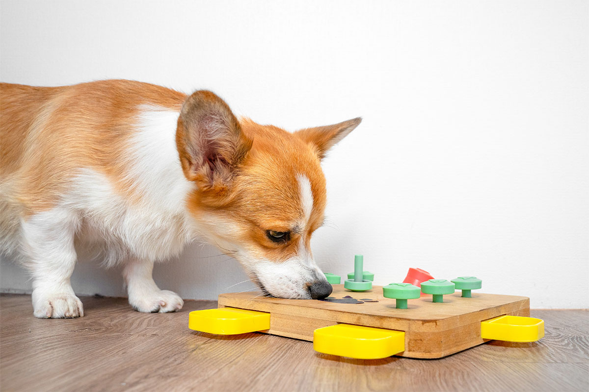 15 Smart Dog Breeds That Solve Puzzles