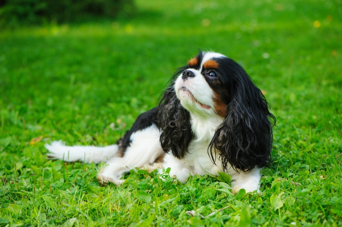 15 Tender Dog Breeds That Thrive on Affection 15 Tender Dog Breeds That Thrive on Affection