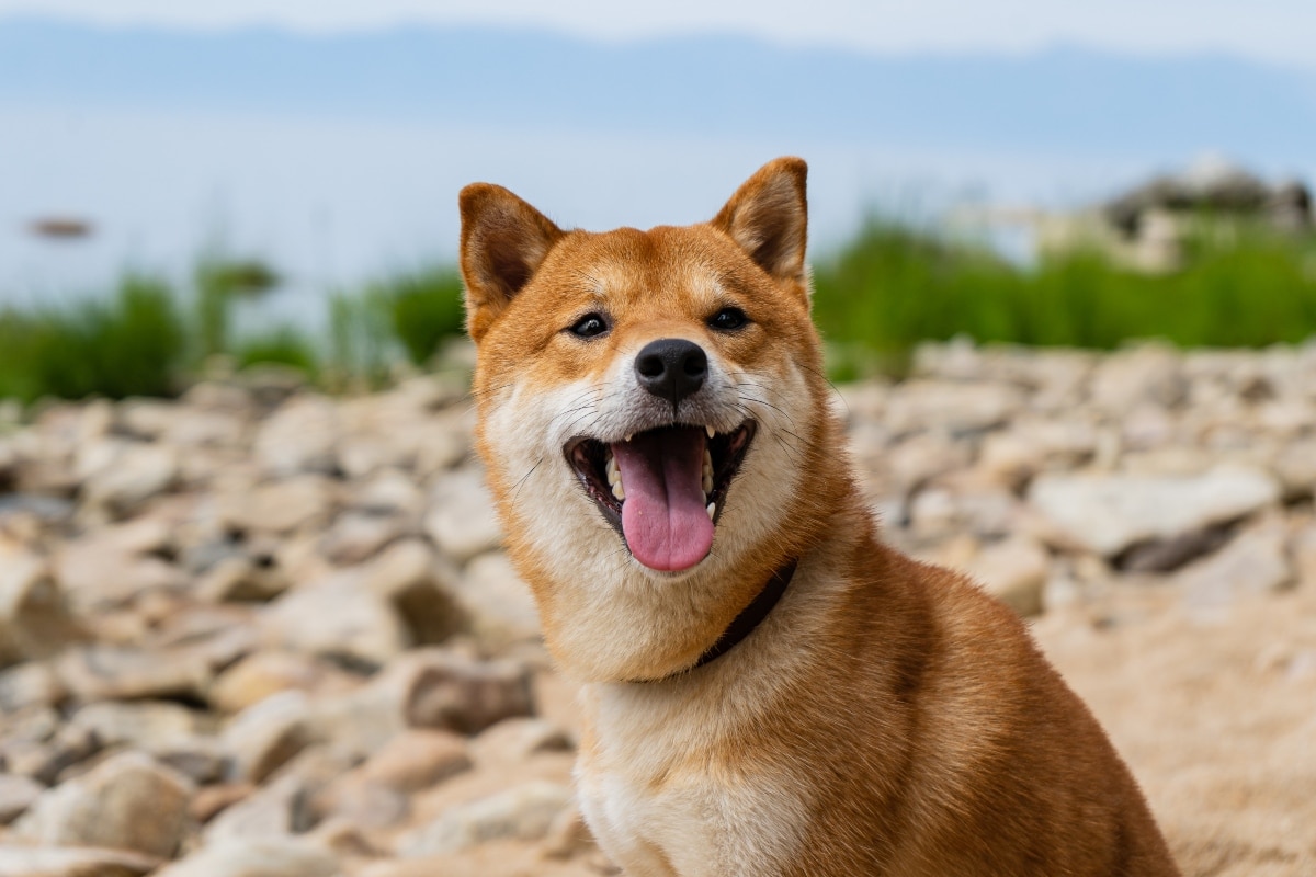 15 Top Dog Breeds for Introverted Humans 15 Top Dog Breeds for Introverted Humans