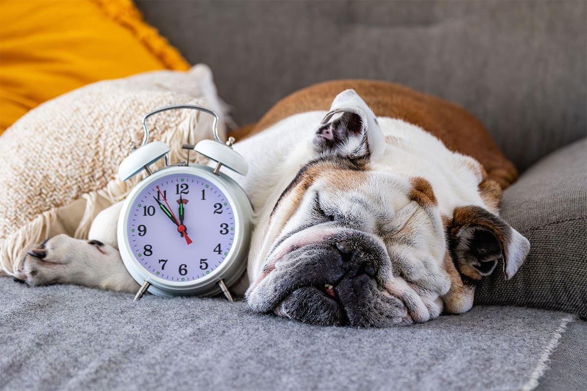 15 Top Dog Breeds for Peaceful Homes 15 Top Dog Breeds for Peaceful Homes