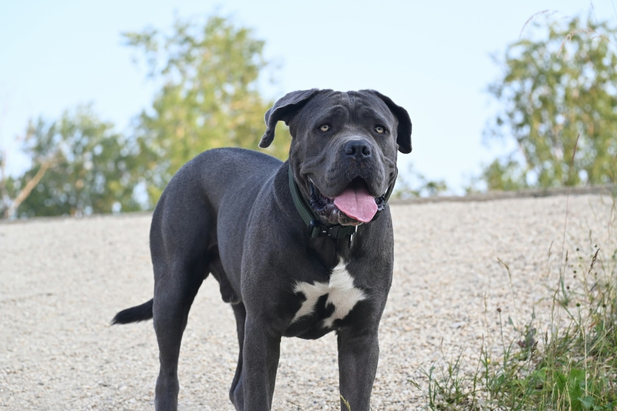 15 Valiant Dog Breeds That Stand Fearless in Any Storm 15 Valiant Dog Breeds That Stand Fearless in Any Storm