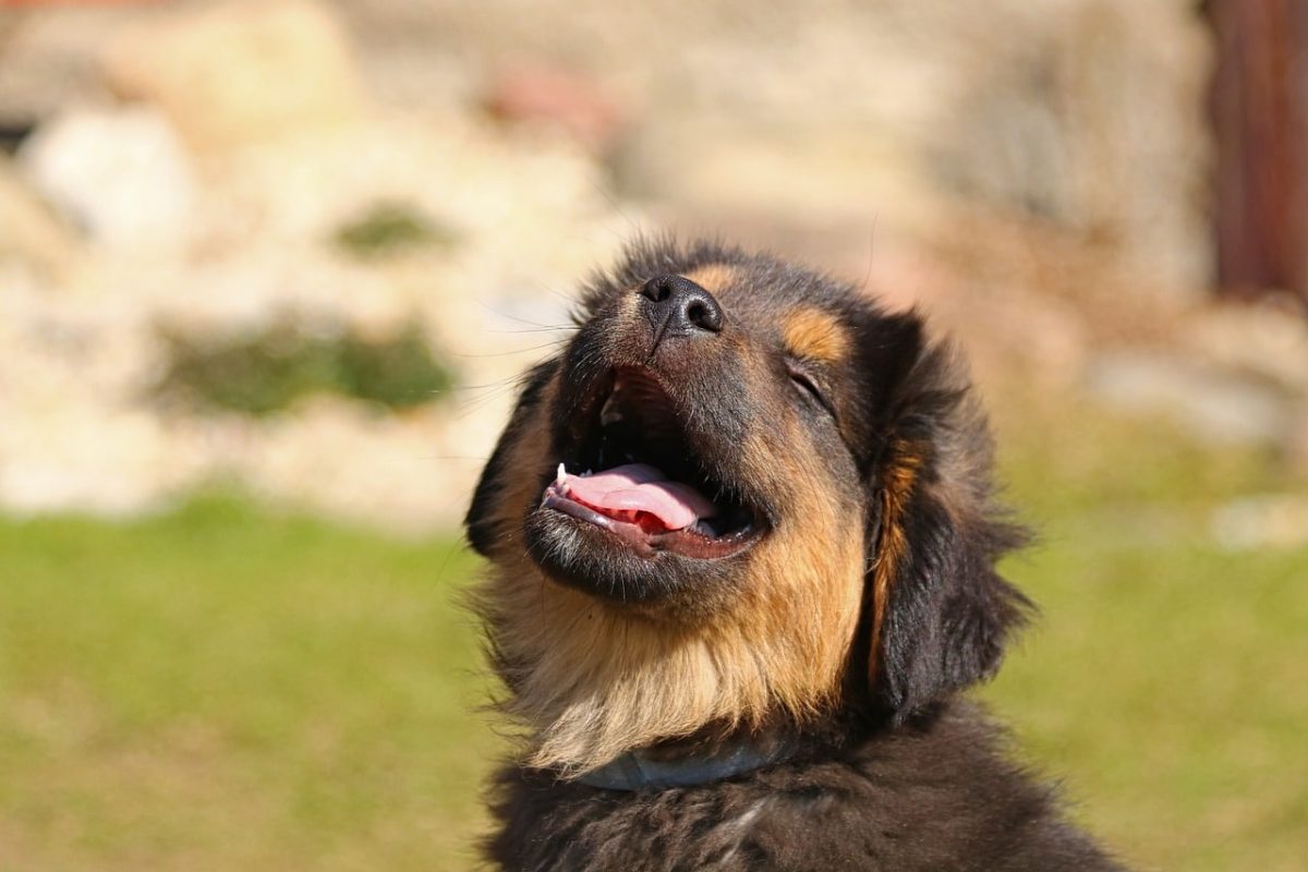 15 Ways Dogs Try To Cheer You Up 15 Ways Dogs Try To Cheer You Up