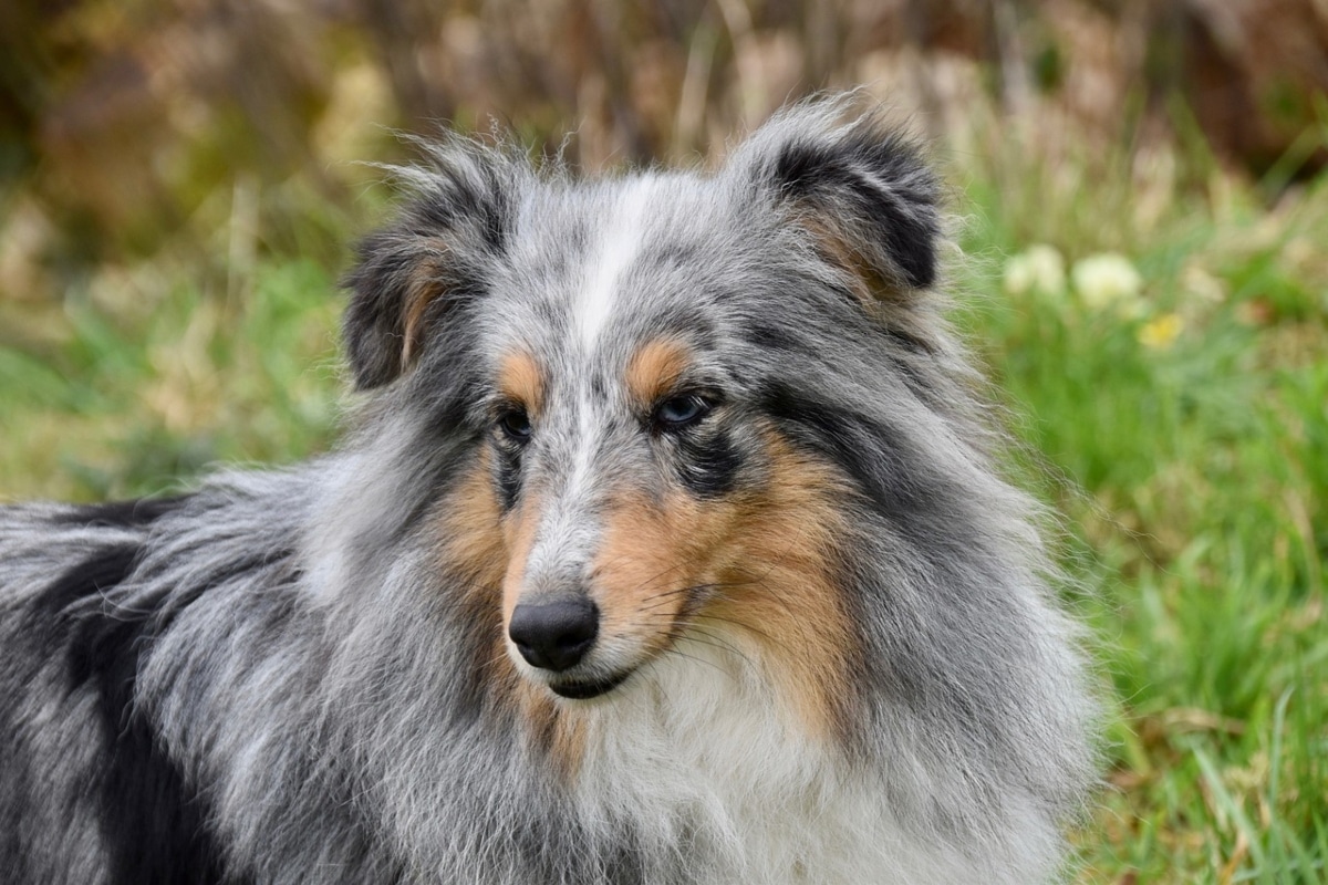 15 Wise Dog Breeds With Old Souls 15 Wise Dog Breeds With Old Souls