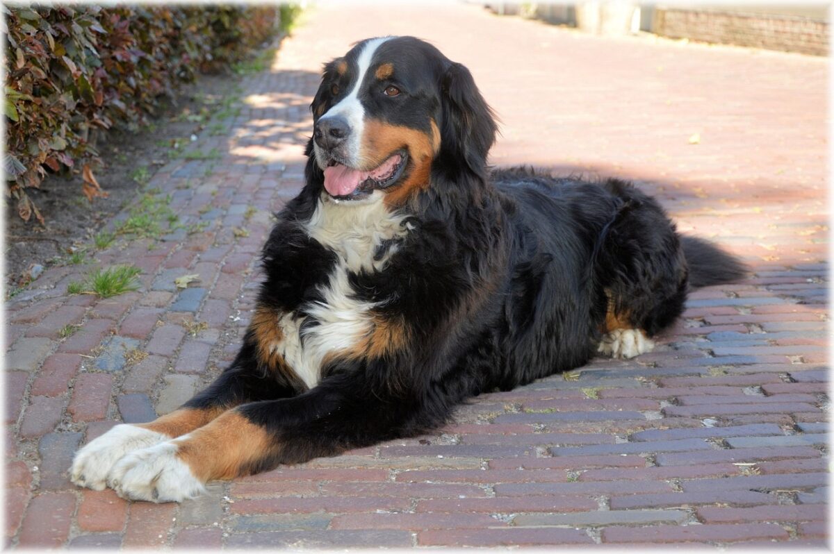20 Top Best Behaved Dog Breeds 20 Top Best Behaved Dog Breeds
