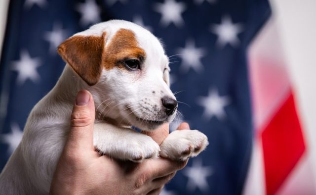 25 Last Minute Memorial Day Dog Deals 25 Last Minute Memorial Day Dog Deals