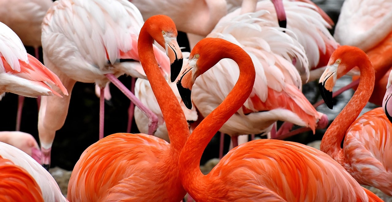 27 Most Beautiful Animals Around The World 27 Most Beautiful Animals Around The World