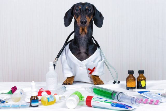 29 Vet-Approved Amazon Products For Your Dog’s Health, Hygiene & Happiness 29 Vet-Approved Amazon Products For Your Dog’s Health, Hygiene & Happiness