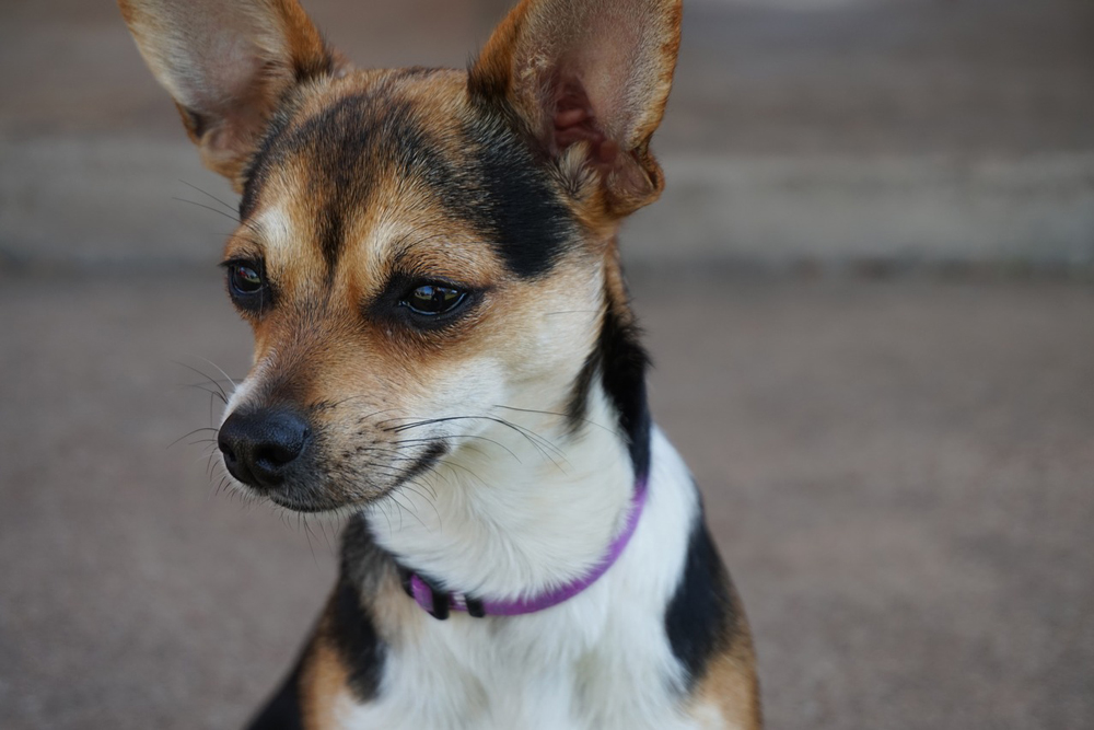 7 Sure-Fire Ways to Calm Your Chihuahua’s Anxiety 7 Sure-Fire Ways to Calm Your Chihuahua’s Anxiety