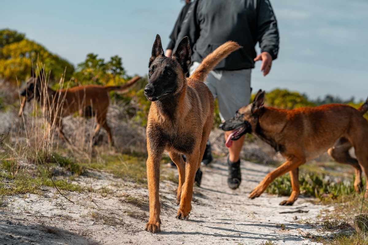 9 Bold Dog Breeds That Are Always Ready For An Adventure 9 Bold Dog Breeds That Are Always Ready For An Adventure