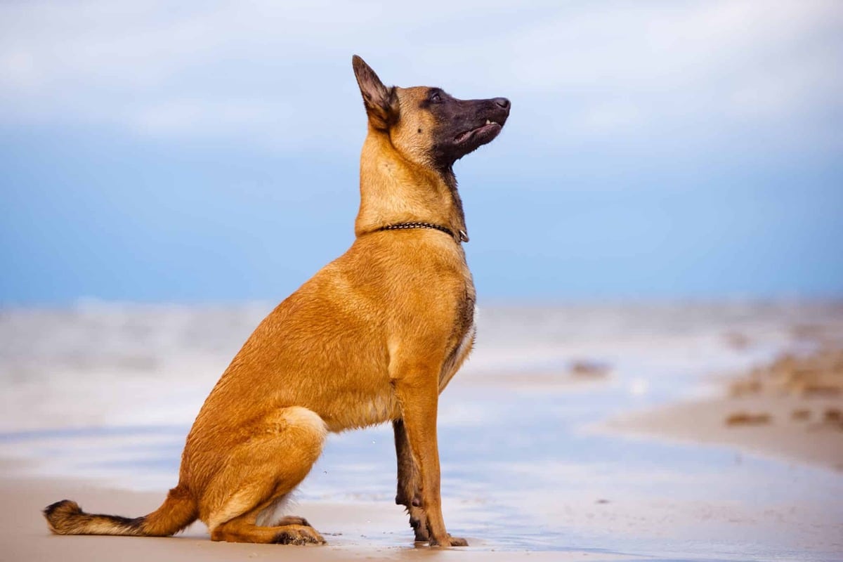 9 Bold Dog Breeds That Stand Tall And Proud 9 Bold Dog Breeds That Stand Tall And Proud