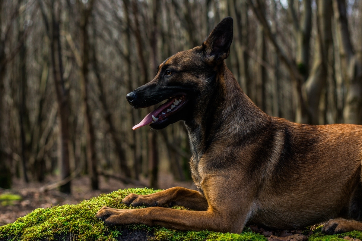 9 Bouncy Dog Breeds That Just Can’t Sit Still 9 Bouncy Dog Breeds That Just Can’t Sit Still