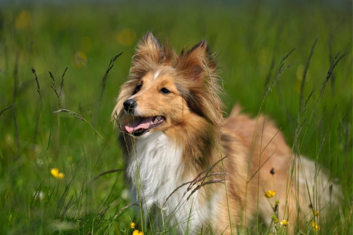 9 Brilliant Dog Breeds That Need Mental Challenges 9 Brilliant Dog Breeds That Need Mental Challenges