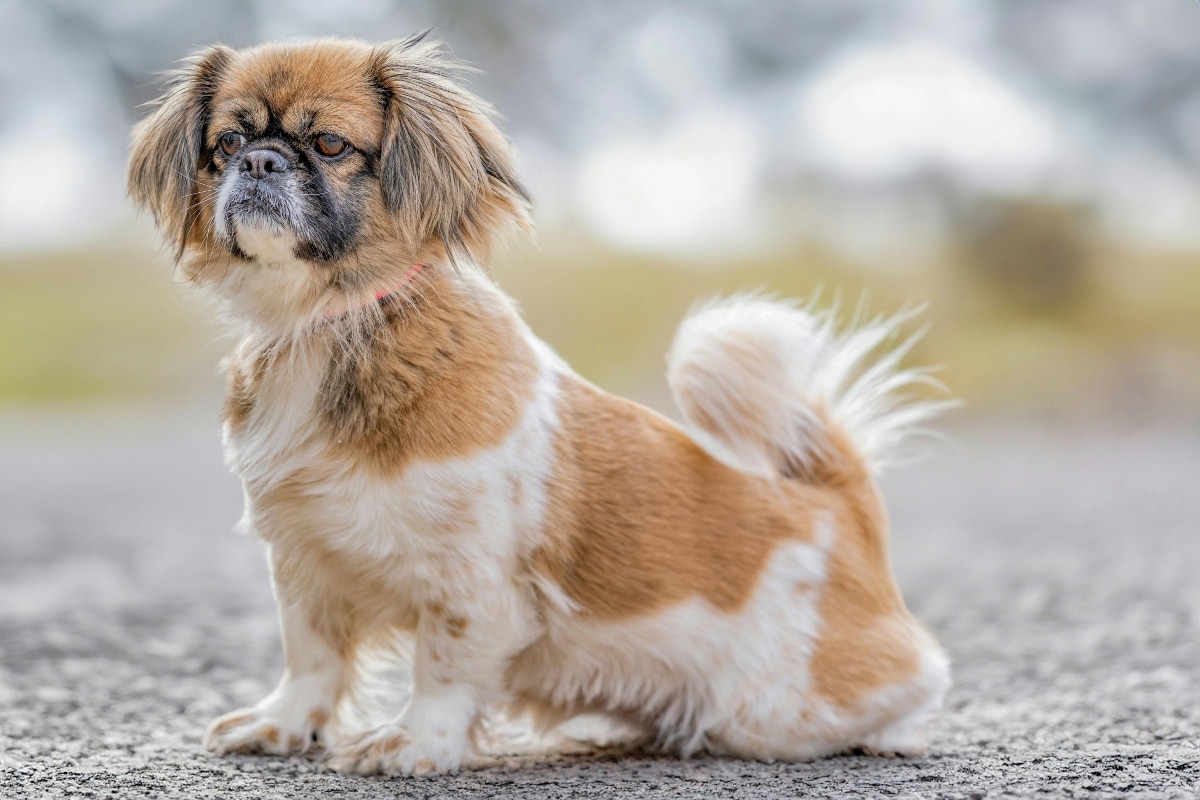 9 Calm Dog Breeds That Could Teach You Meditation 9 Calm Dog Breeds That Could Teach You Meditation