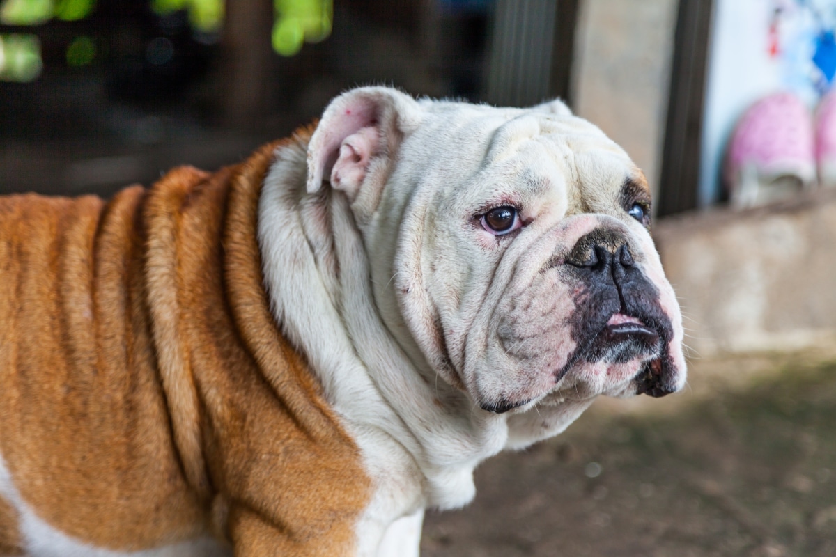 9 Calm Dog Breeds That Love Routine 9 Calm Dog Breeds That Love Routine