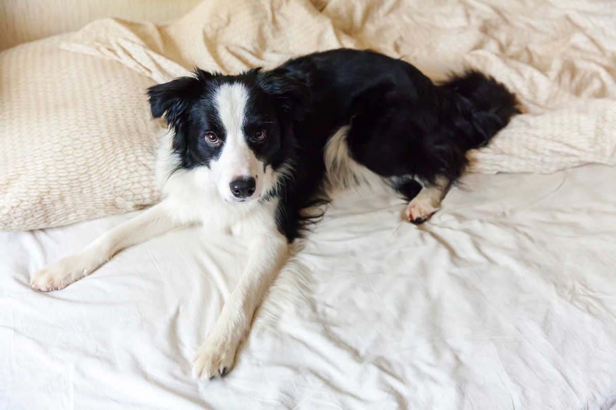 9 Clingy Dog Breeds That Color Your World—One Snuggle at a Time 9 Clingy Dog Breeds That Color Your World—One Snuggle at a Time