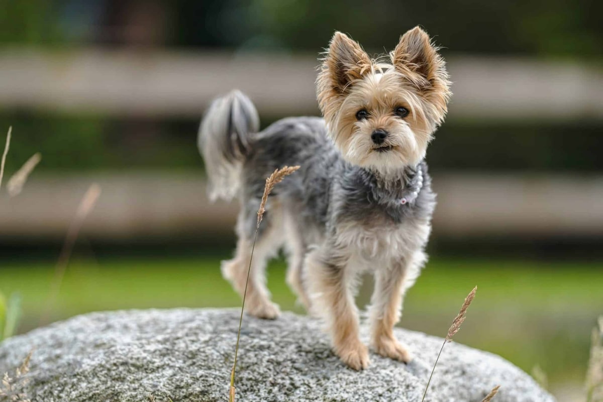 9 Compact Dog Breeds That Pack a Big Personality 9 Compact Dog Breeds That Pack a Big Personality