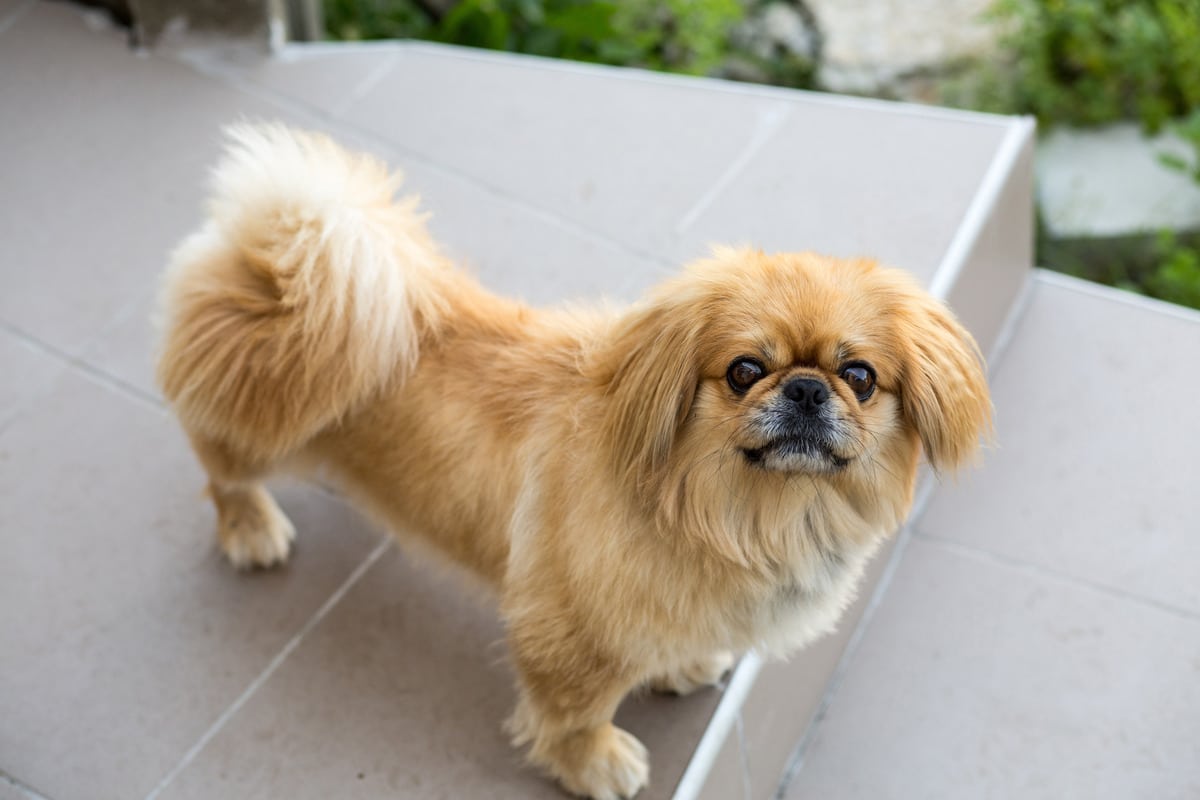 9 Cuddly Dog Breeds That Are Made for Lounging 9 Cuddly Dog Breeds That Are Made for Lounging