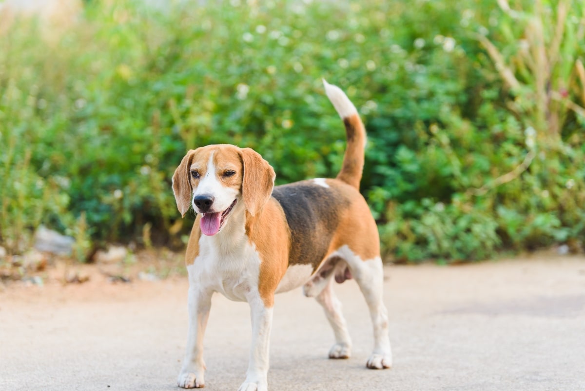 9 Easy Dog Breeds for Low-Maintenance Homes 9 Easy Dog Breeds for Low-Maintenance Homes