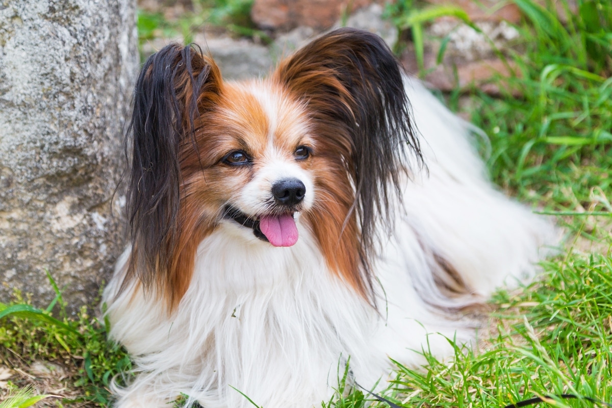 9 Elegant Dog Breeds That Move With Grace 9 Elegant Dog Breeds That Move With Grace