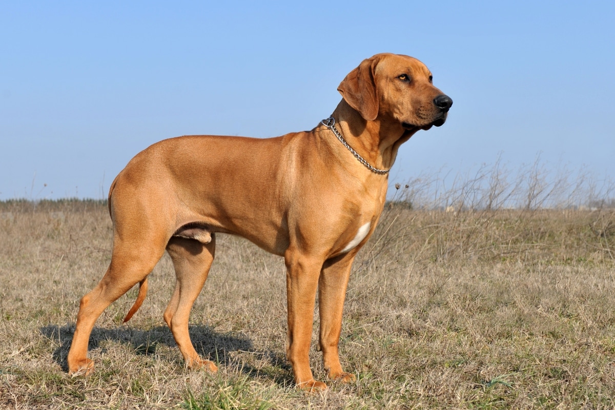 9 Fearless Dog Breeds That Face Any Challenge 9 Fearless Dog Breeds That Face Any Challenge