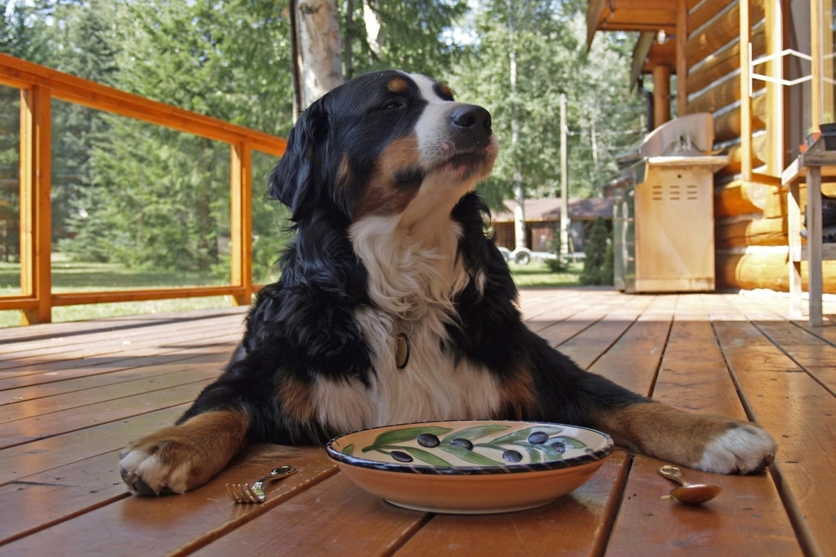 9 Gentle Dog Breeds That Make Great First Dogs 9 Gentle Dog Breeds That Make Great First Dogs