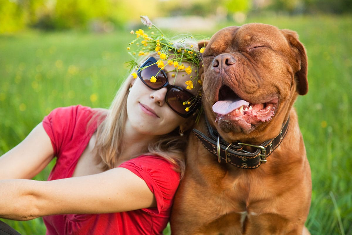 9 Gentle Giant Dog Breeds With Tender Hearts 9 Gentle Giant Dog Breeds With Tender Hearts