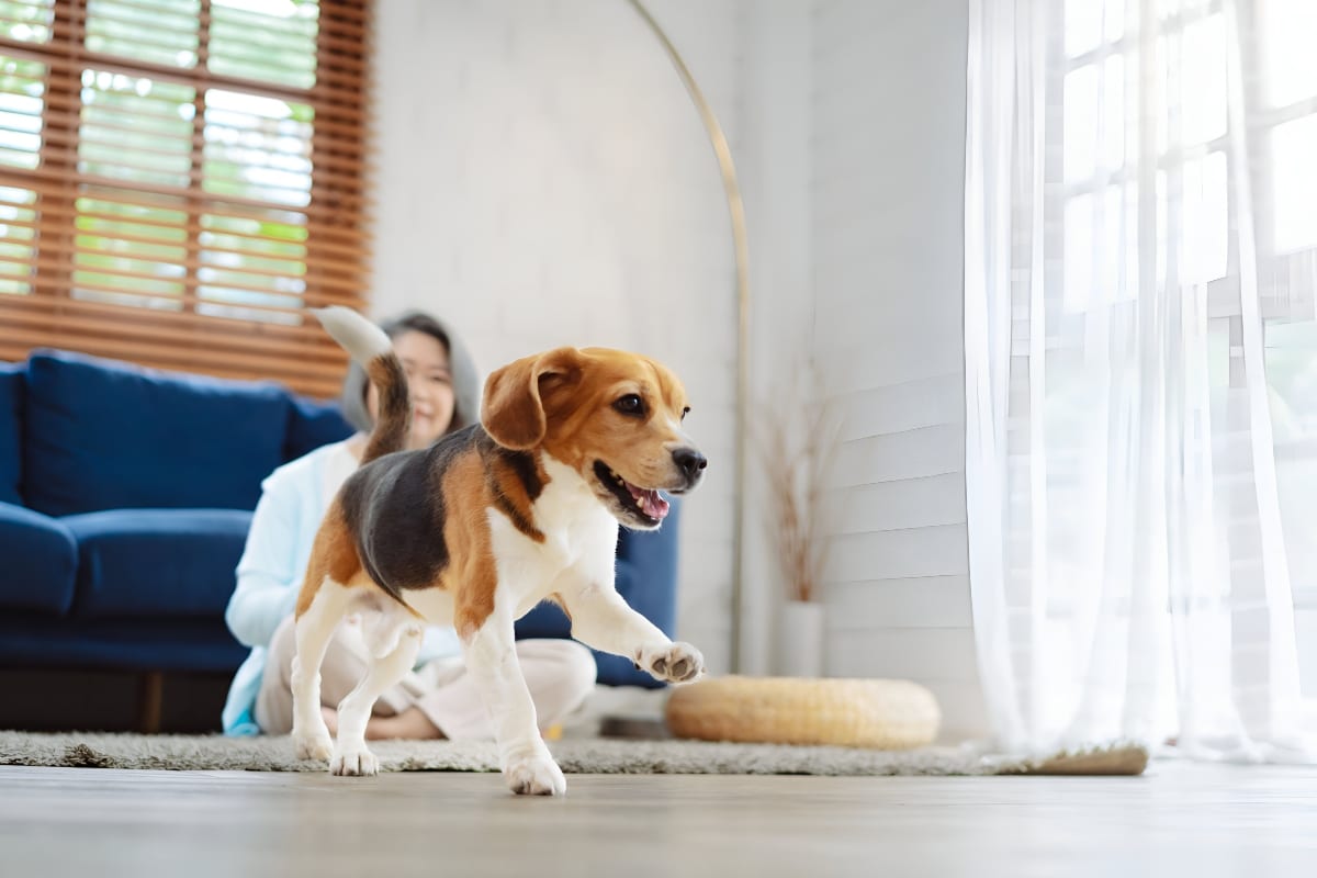9 Graceful Dog Breeds That Move Like Dancers 9 Graceful Dog Breeds That Move Like Dancers
