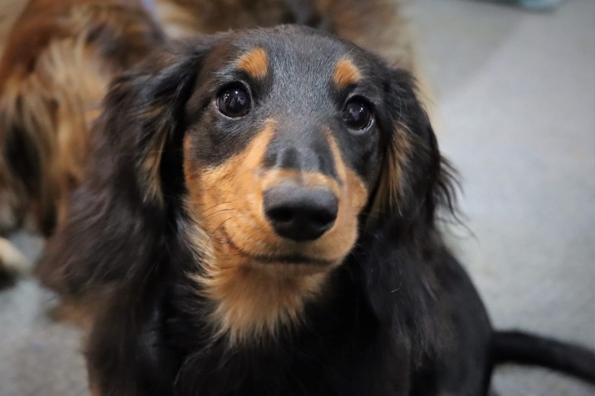 9 Loyal Dog Breeds That Are Devoted Beyond Words 9 Loyal Dog Breeds That Are Devoted Beyond Words