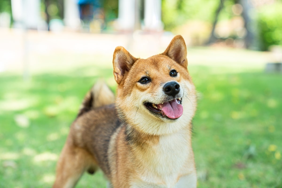 9 Loyal Dog Breeds With Steady Temperaments 9 Loyal Dog Breeds With Steady Temperaments