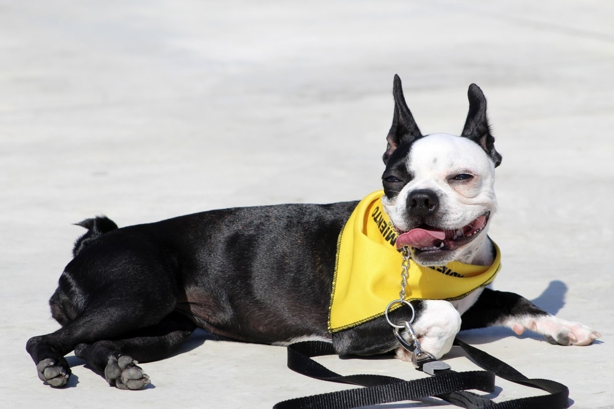 9 Mellow Dog Breeds That Fit City Life 9 Mellow Dog Breeds That Fit City Life