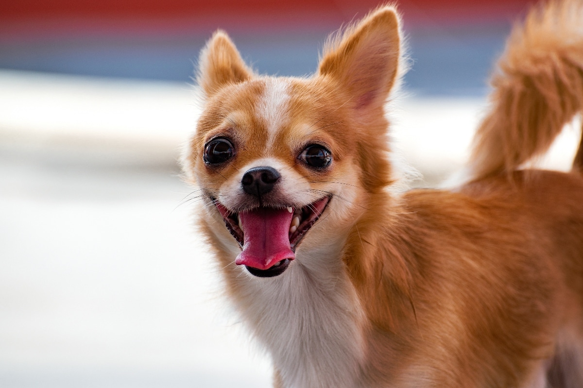 9 Needy Dog Breeds That Always Want More Affection 9 Needy Dog Breeds That Always Want More Affection
