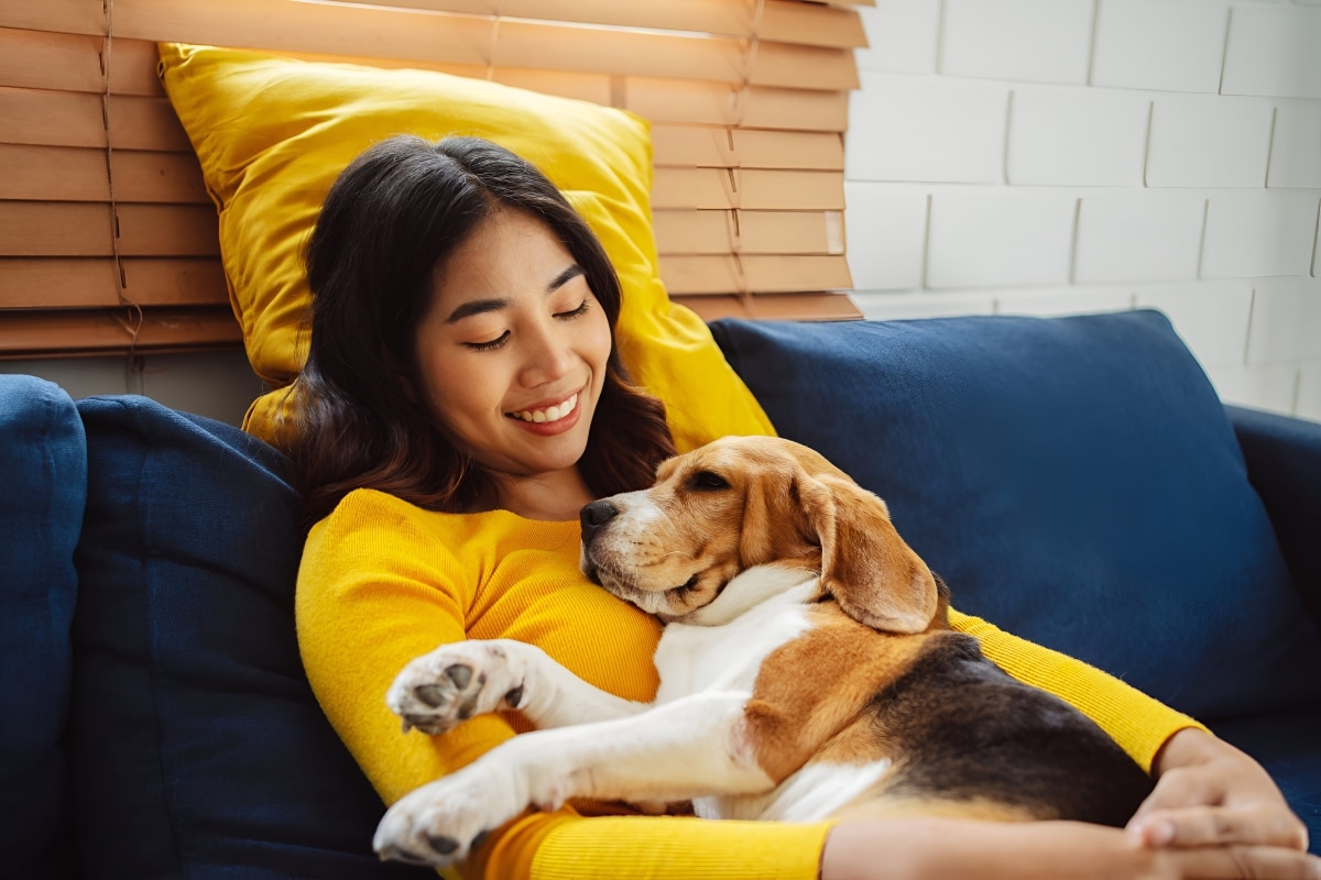 9 Oversized Dog Breeds That Think They’re Lap Dogs 9 Oversized Dog Breeds That Think They’re Lap Dogs