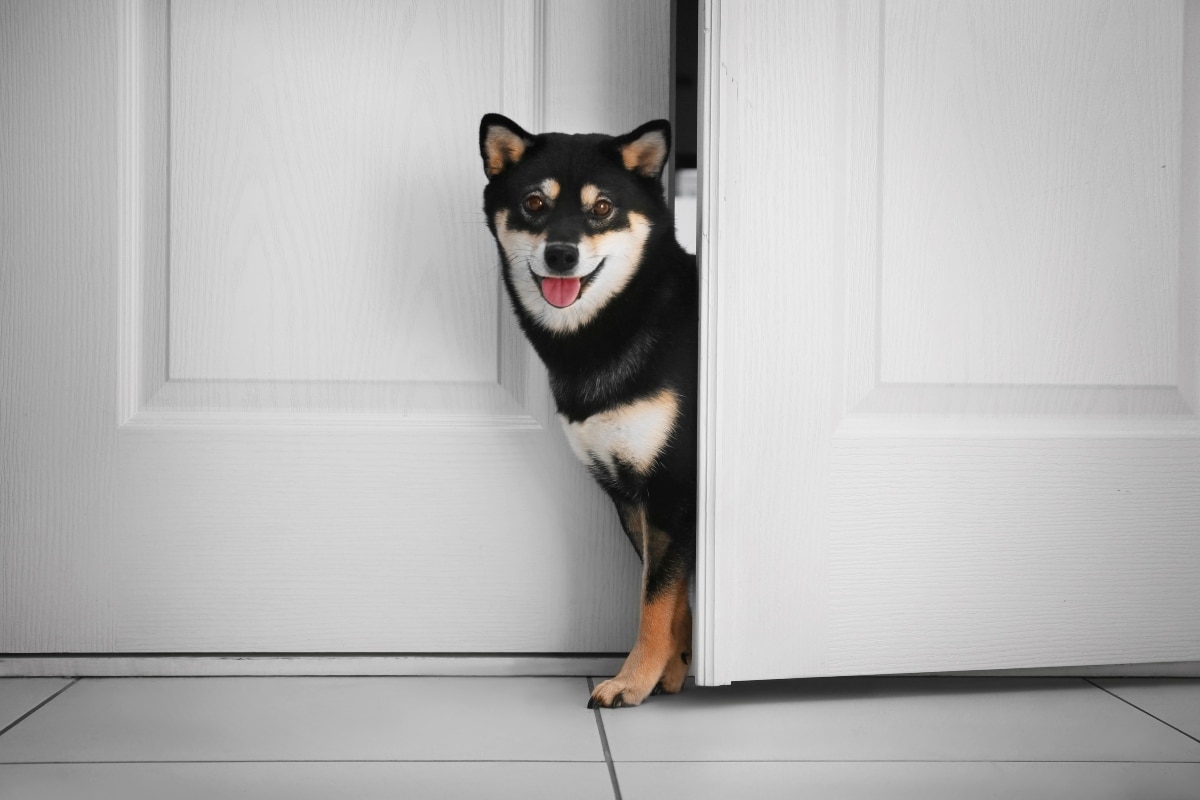 9 Patient Dog Breeds That Wait At The Door 9 Patient Dog Breeds That Wait At The Door