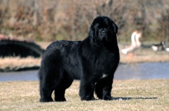 9 Peaceful Dog Breeds That Embrace Quiet Moments