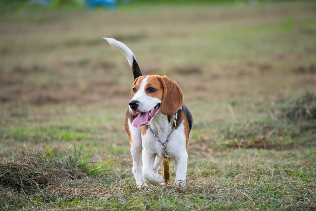 9 Playful Dog Breeds That Make Every Outing Better 9 Playful Dog Breeds That Make Every Outing Better