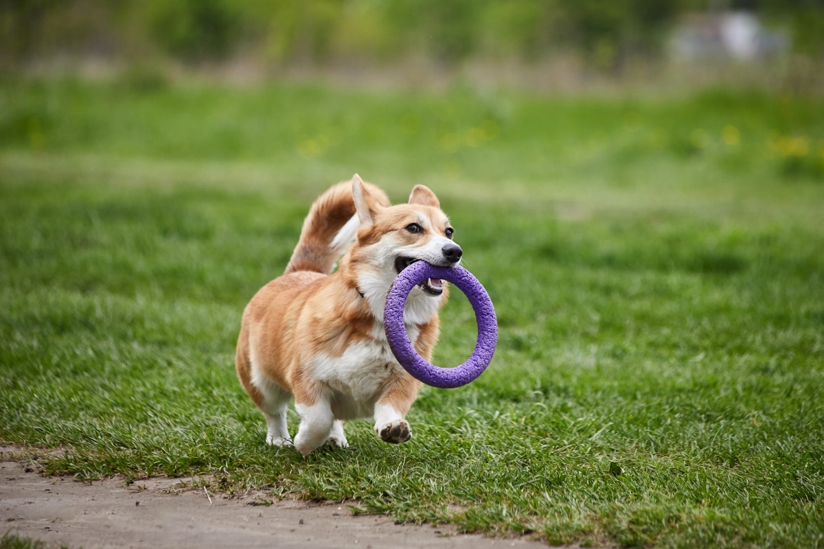 9 Playful Dog Breeds With Endless Energy 9 Playful Dog Breeds With Endless Energy