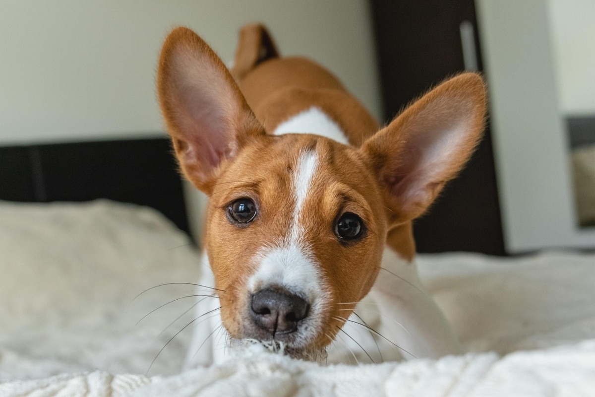 9 Quiet Dog Breeds That Bring Peace To Busy Homes 9 Quiet Dog Breeds That Bring Peace To Busy Homes