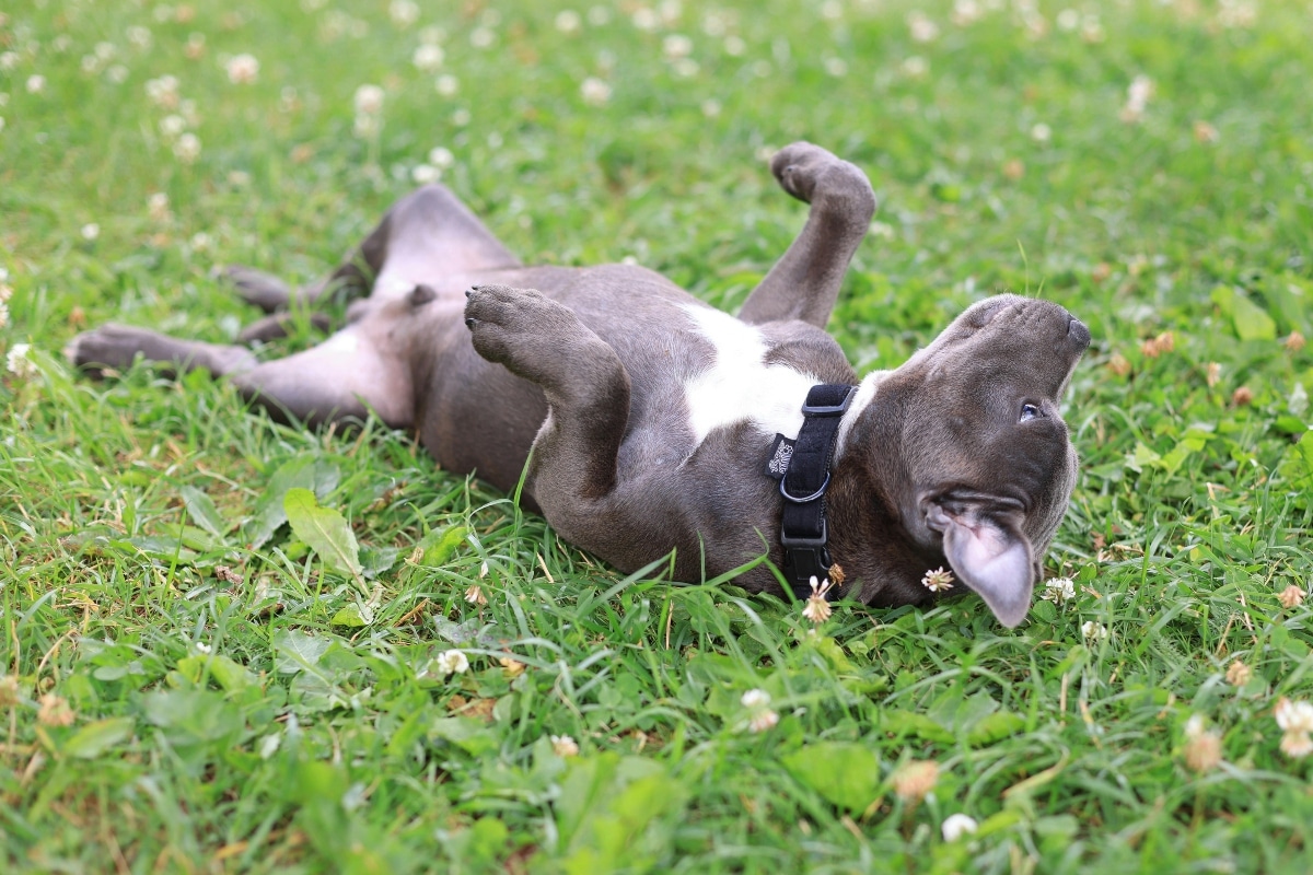 9 Reasons Dogs Roll on Their Backs 9 Reasons Dogs Roll on Their Backs